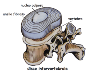 illustrazione delle componenti del disco vertebrale