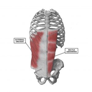 disegno dei muscoli retto dell'addome e obliquo esterno dell'addome