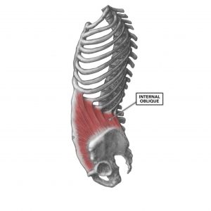 disegno del muscolo obliquo interno dell'addome