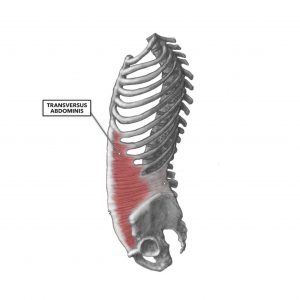 disegno del muscolo trasverso dell'addome