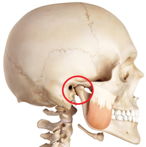 cranio umano in cui è evidenziata l'articolazione temporo-mandibolari