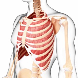 Modello anatomico della gabbia toracica con ossa e polmoni